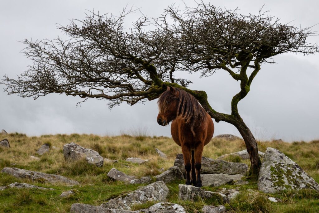 bay dartmoor pony