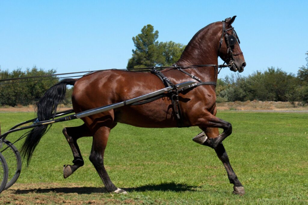 bay saddlebred horse 