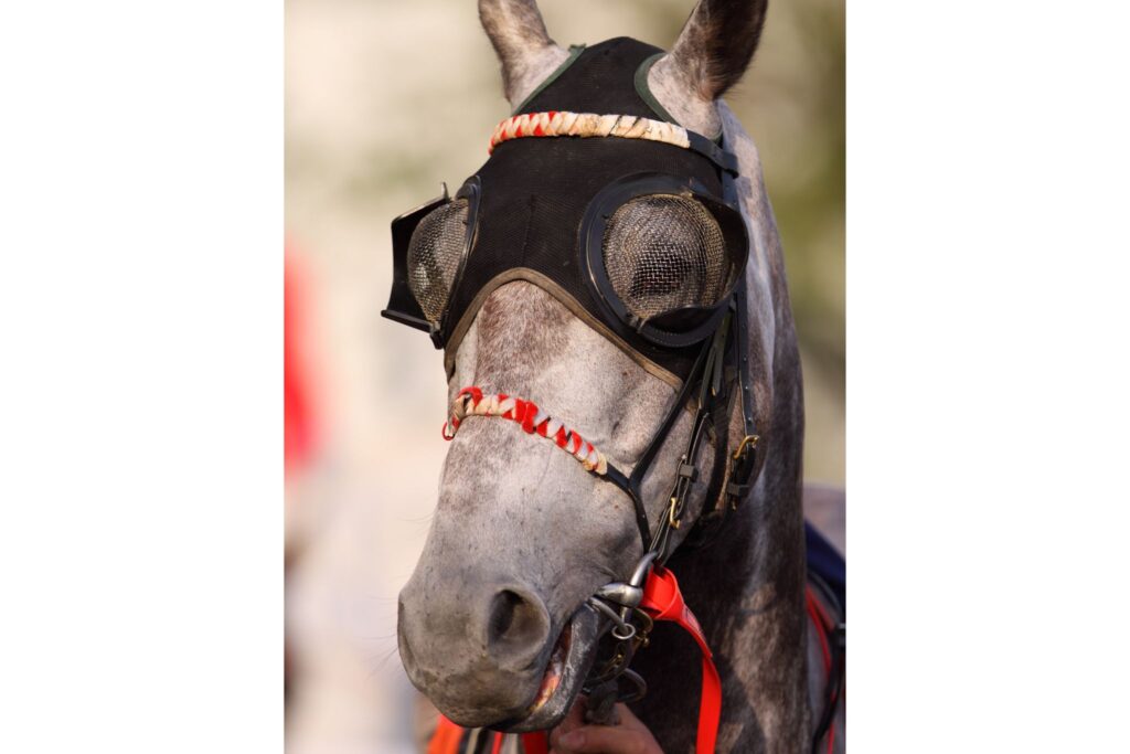 racehorse with blinders on
