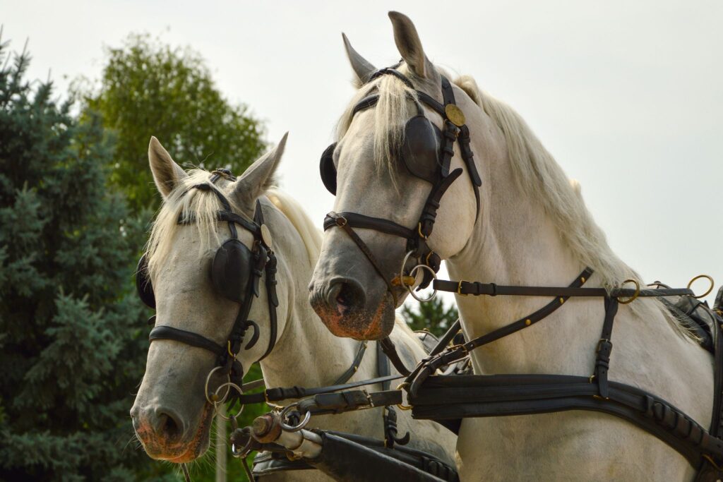 two gray horses pulling cart