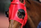 racehorse wearing blinders