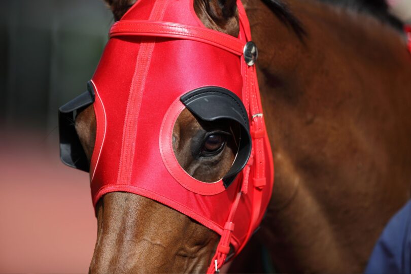 racehorse wearing blinders