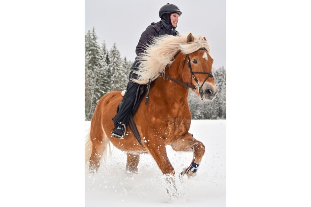 woman riding Haflinger horse through snow