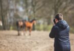 photographer and horses
