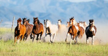 herd of mustang horses