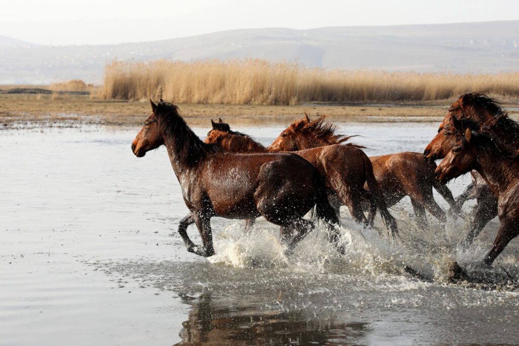 horses crossing shallow river