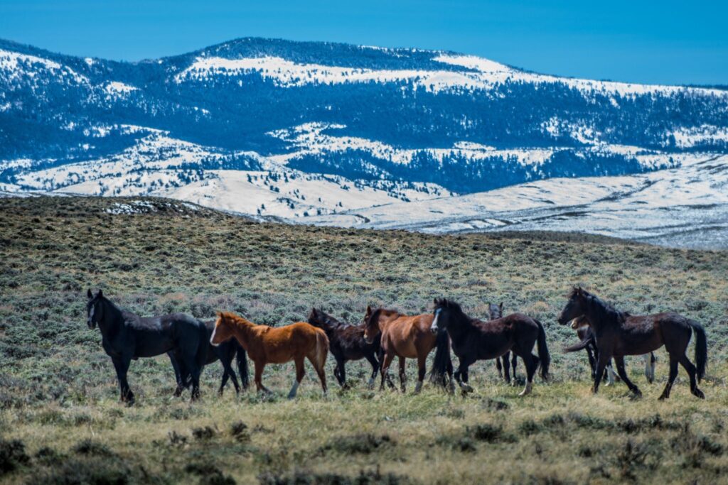 mustang horses with mountain backdrop