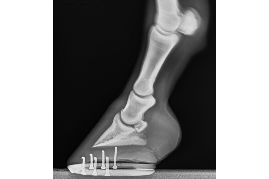 radiograph of horse front foot