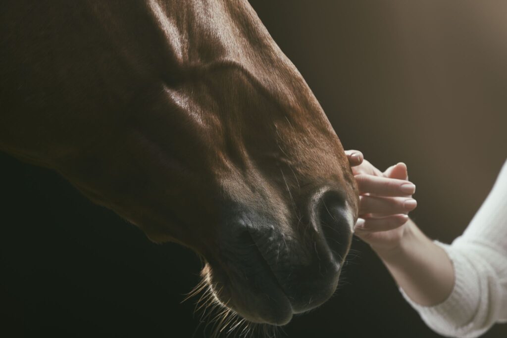 hand touching horse nose