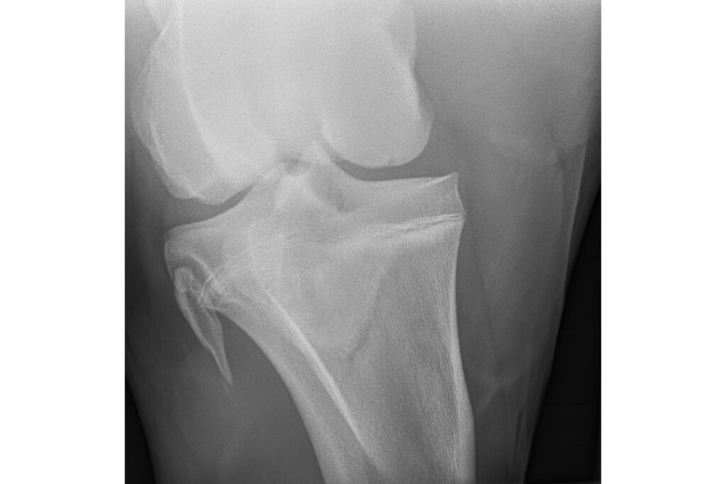 radiograph of horse stifle joint