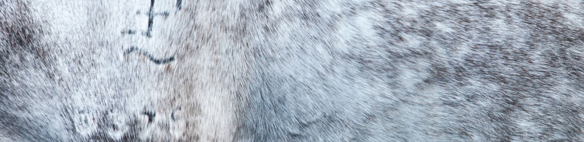 dapple gray horse with brand