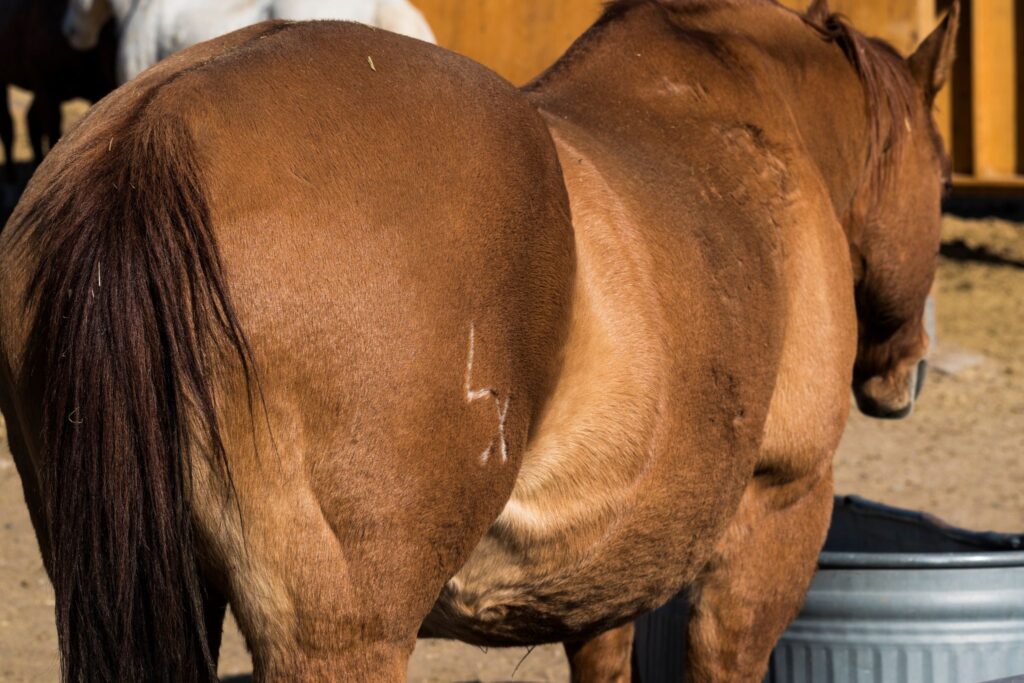 horse with brand on flank