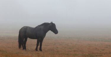 dark horse standing in fog