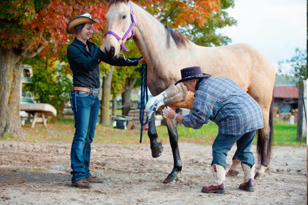 horse and handler and veterinarian looking at front leg