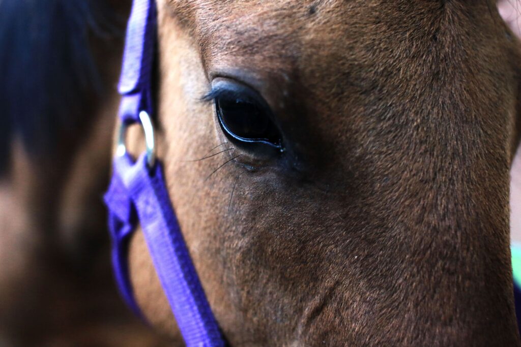 horse eye with purple halter