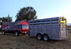 truck and livestock trailer
