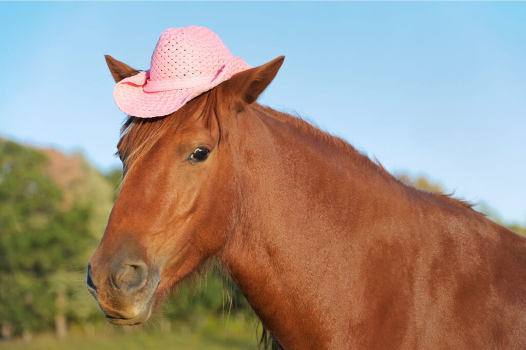 horse wearing cowboy hat