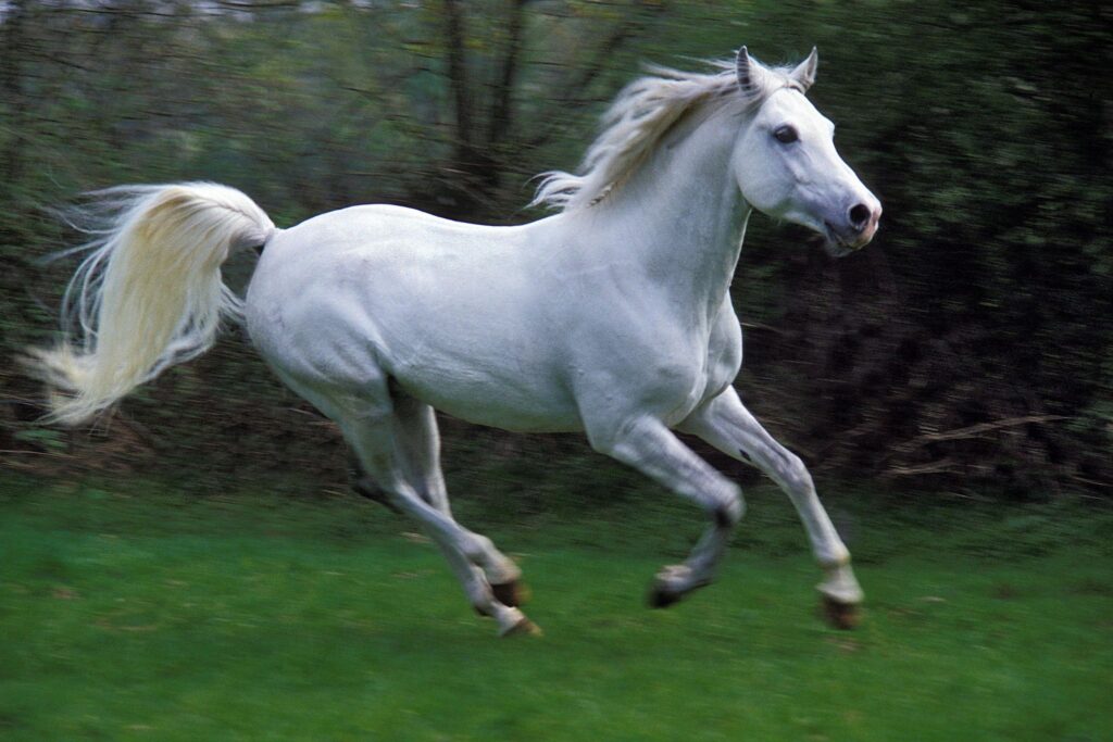 gray horse gallops in a field