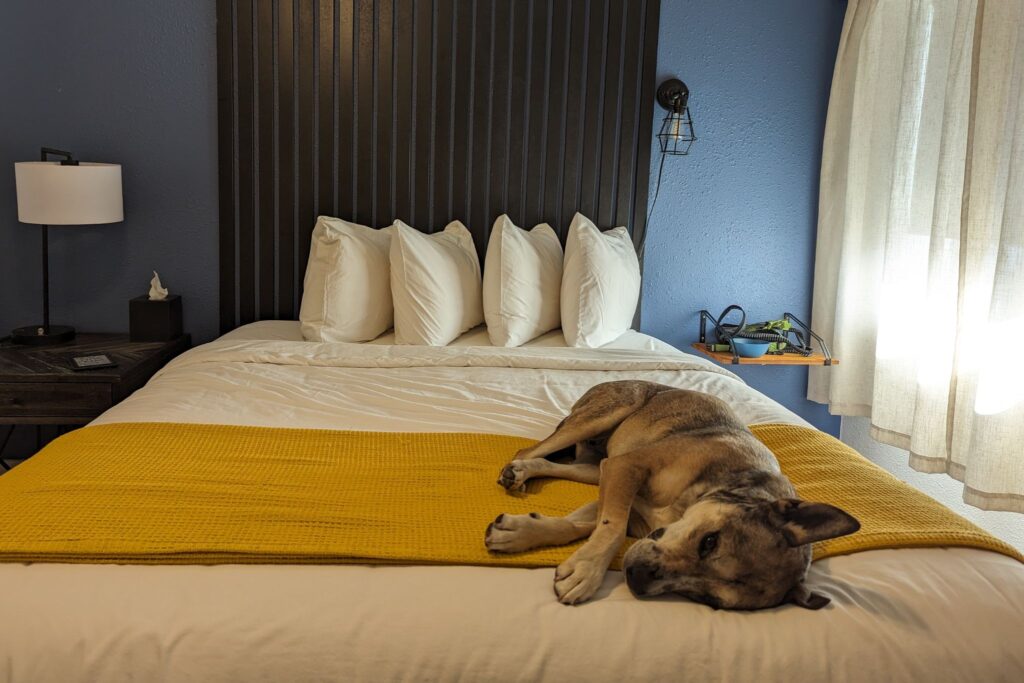 dog laying on bed in hotel room