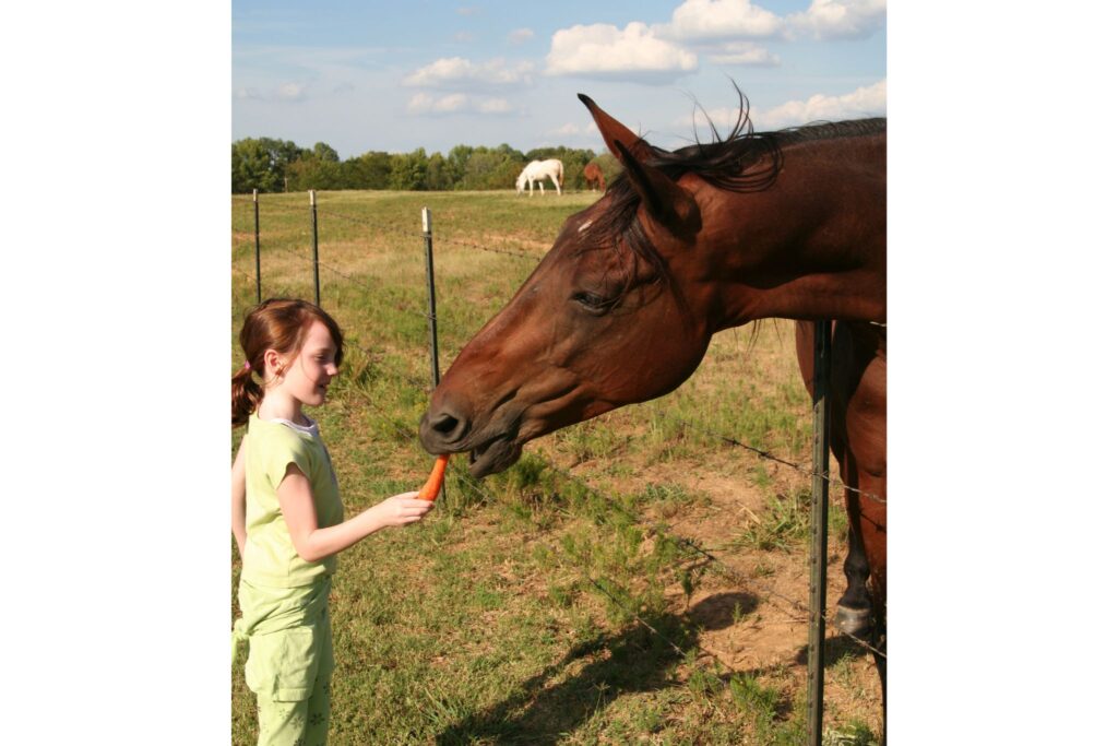 girl feeds horse a carrot