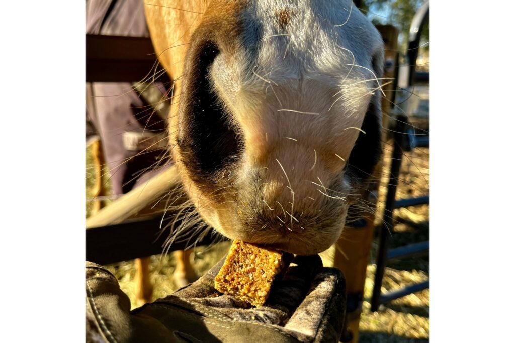 horse snout eating cookie out of gloved hand