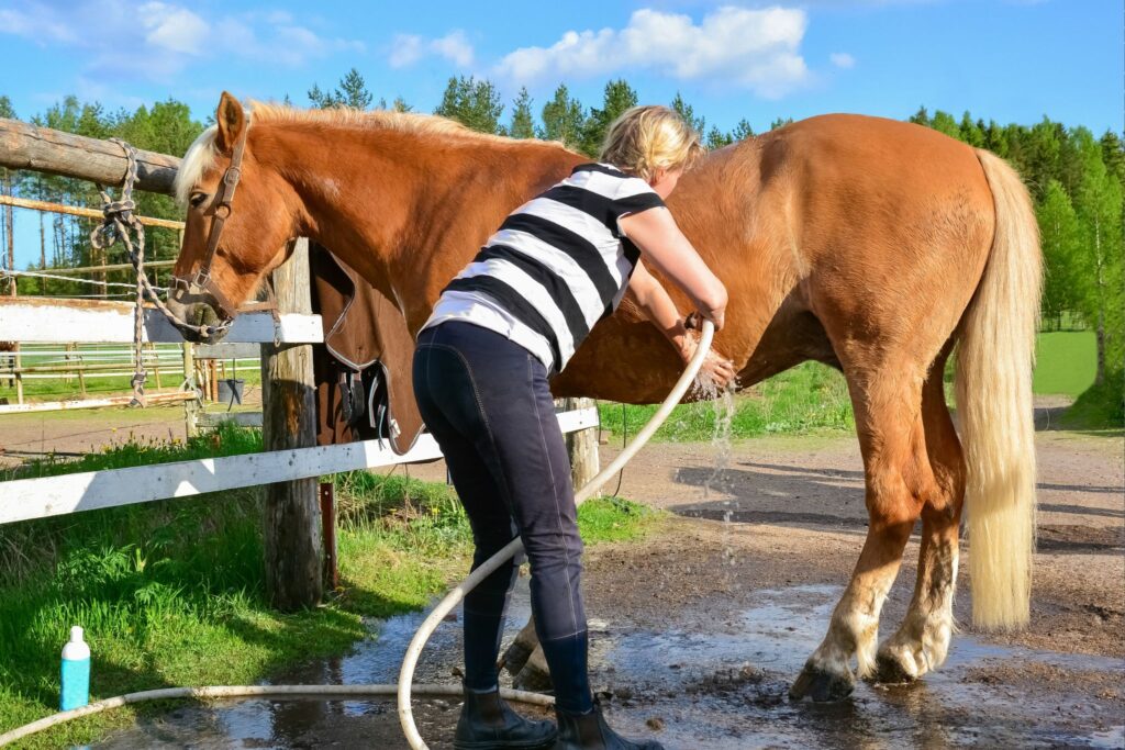 Woman washes off palomino horse