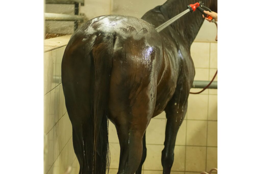 indoor horse wash rack