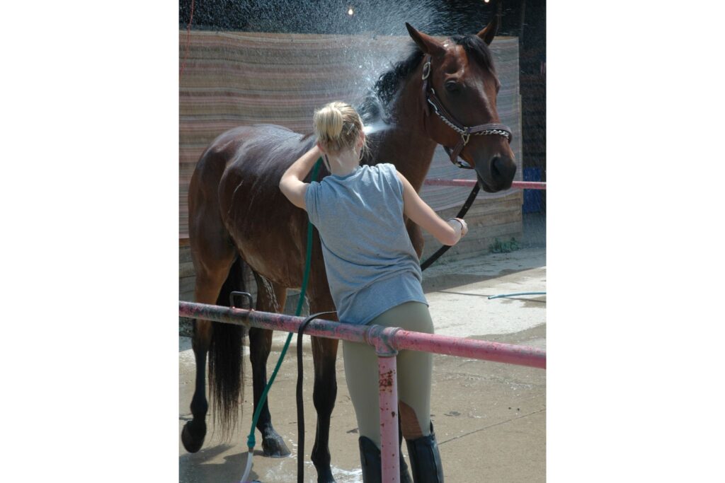 girl hoses off bay horse