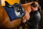 dressage saddle on a horse