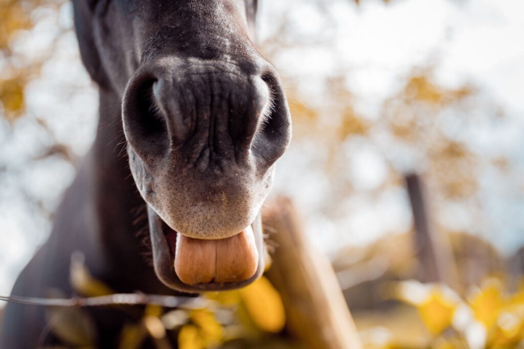 horse sticking its tongue out
