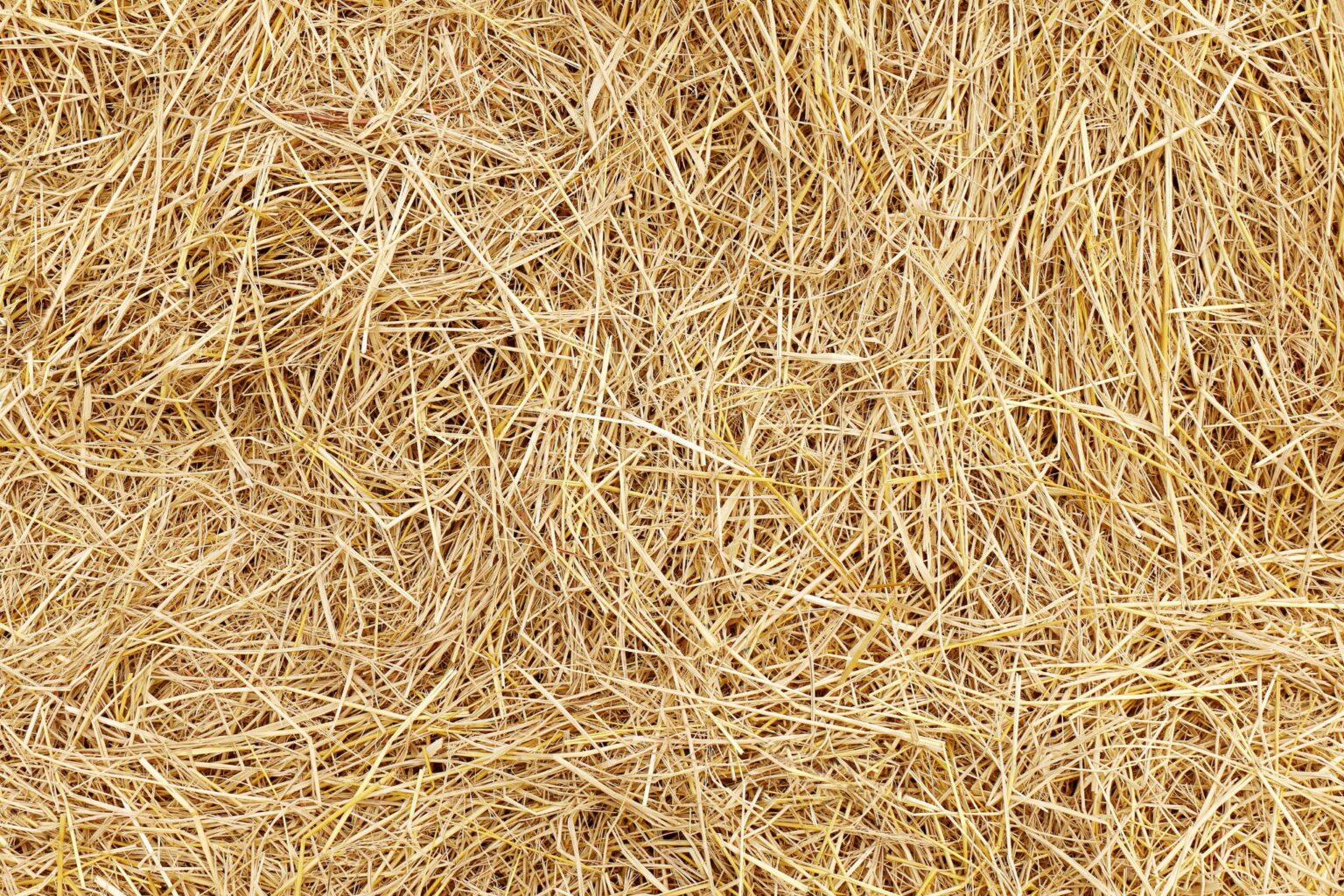 Putting The Horse Straw Vs Shavings Debate To Bed Horse Rookie
