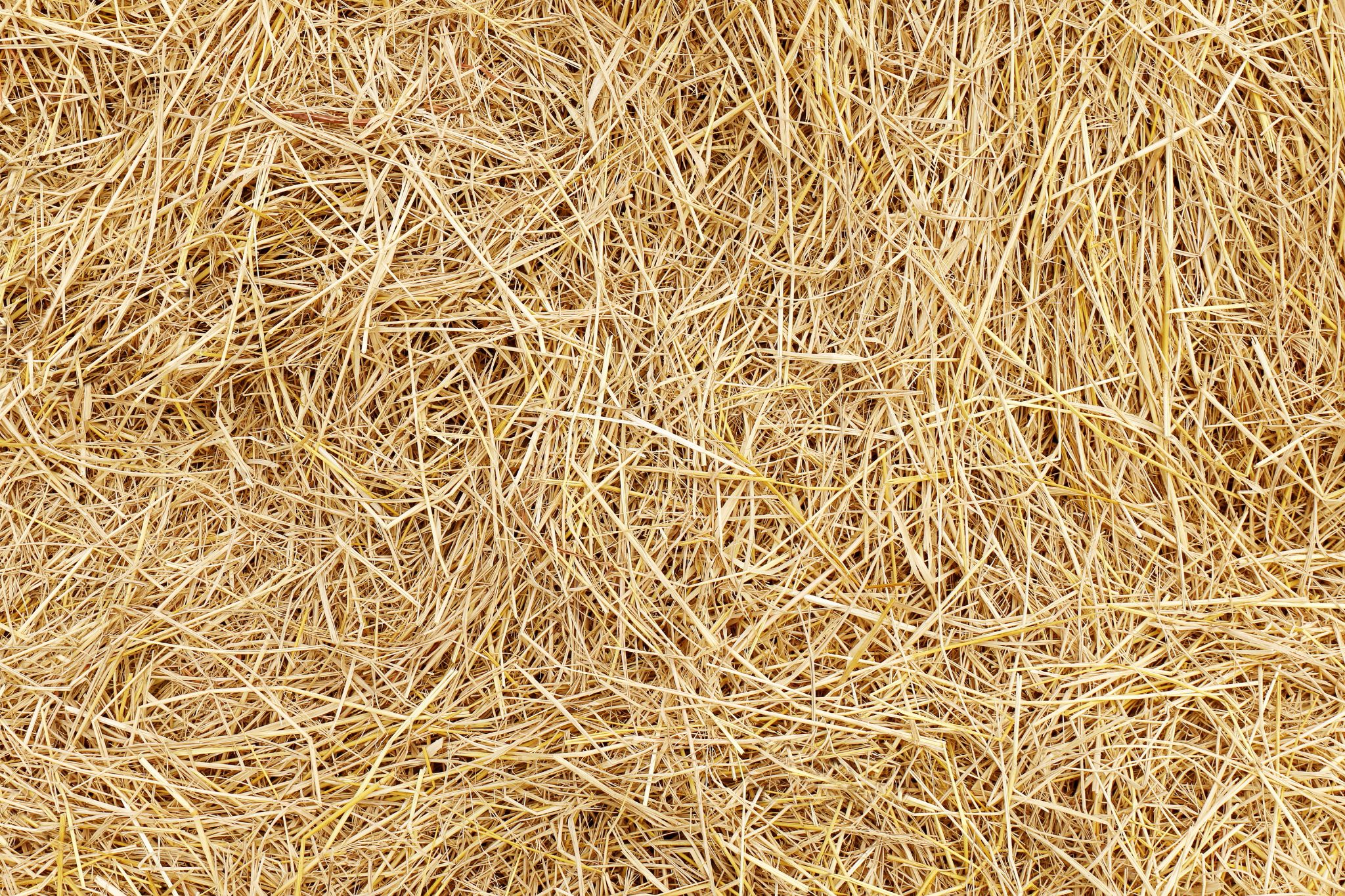 Putting the Horse Straw vs. Shavings Debate to Bed Horse Rookie