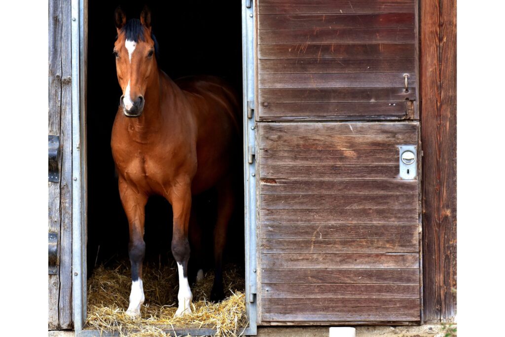horse standing in stall