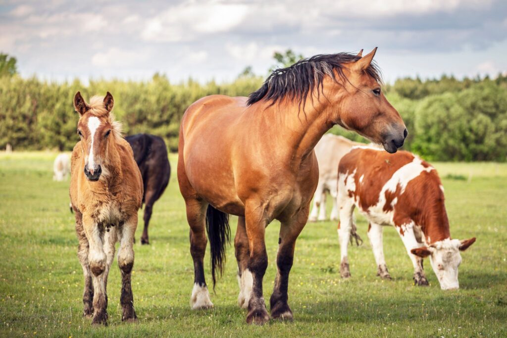 horse foal and cow in pasture