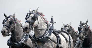 team of gray horses pulling cart