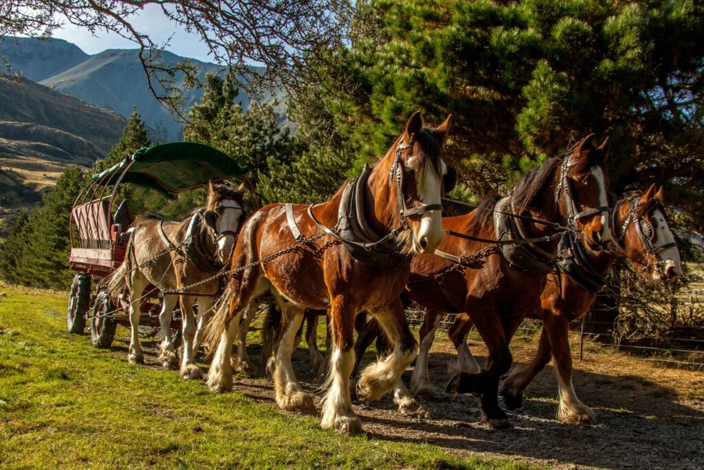 team of bay horses pulling a cart