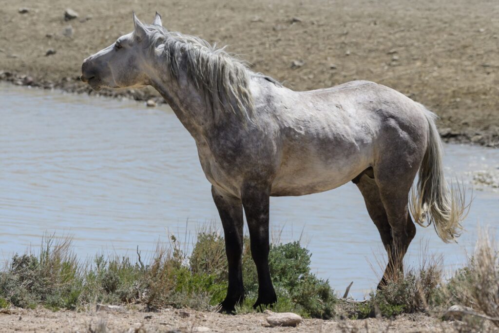 gray mustang stallion by watering hole
