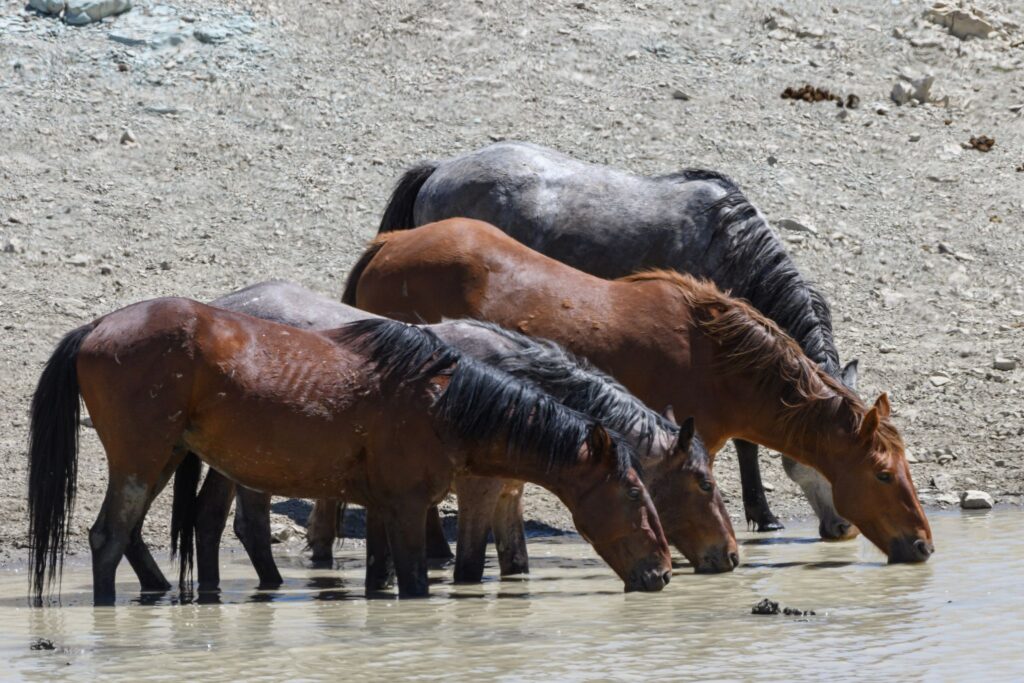 band of wild horses drinking from river