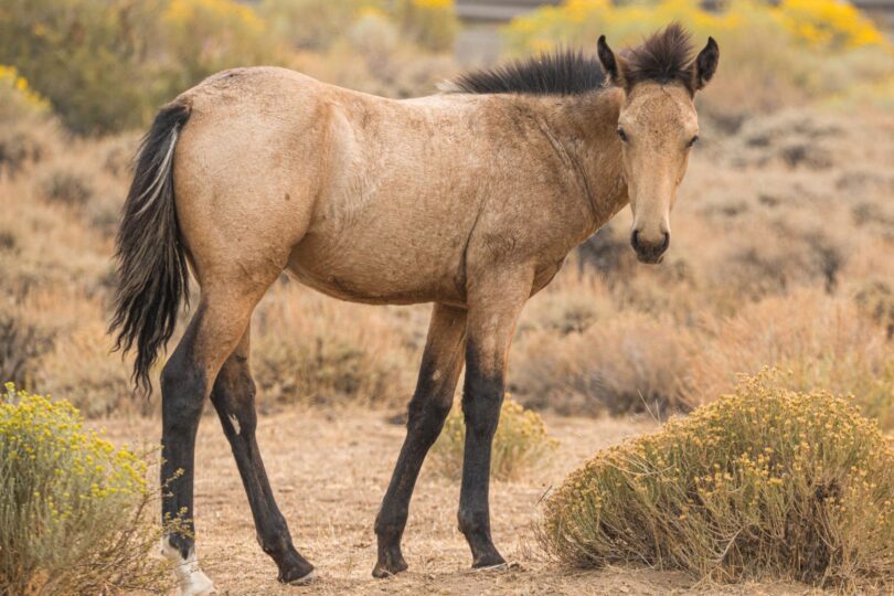 buckskin mustang foal