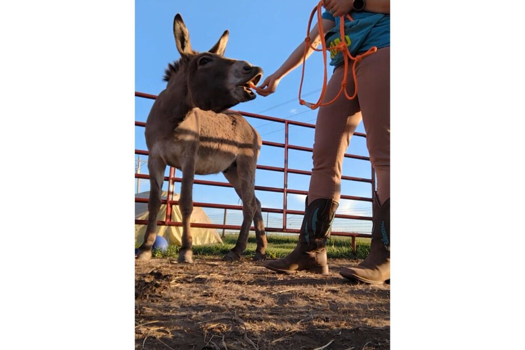 woman wearing cowboy boots feeding donkey