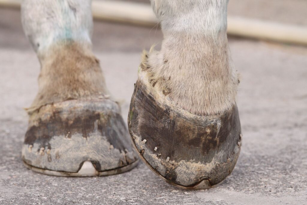horse hooves with shoes