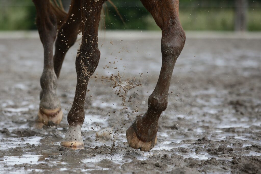horse trotting in mud