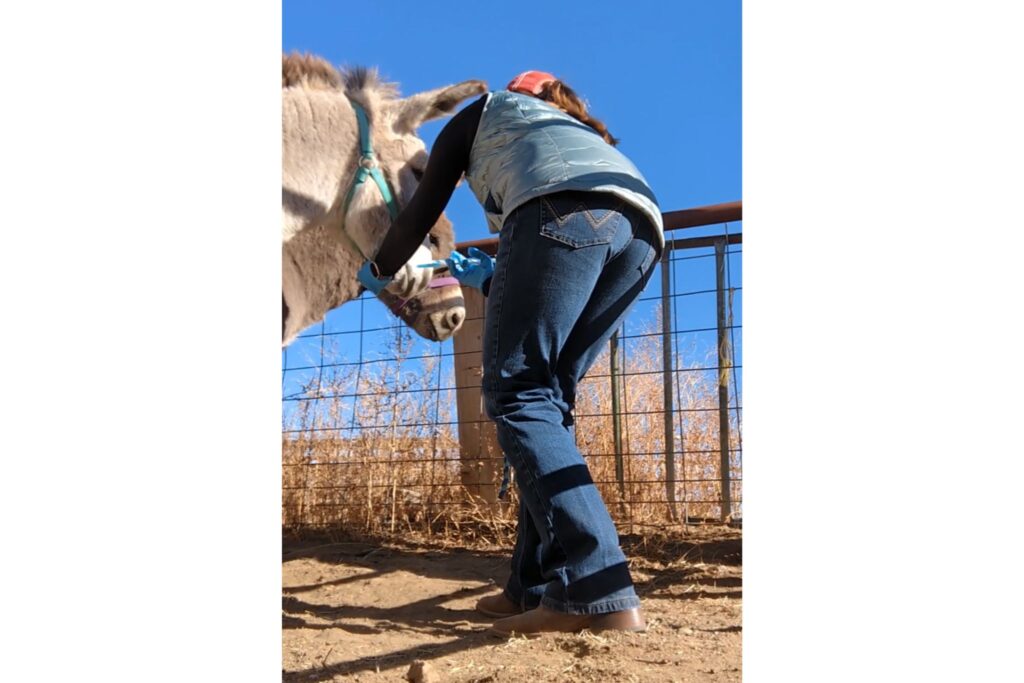woman administering dorm gel to donkey