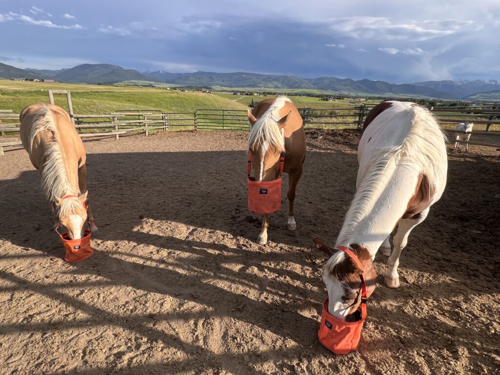 Best Portable Horse Feeder? It's in the (Nose) Bag. Horse Rookie