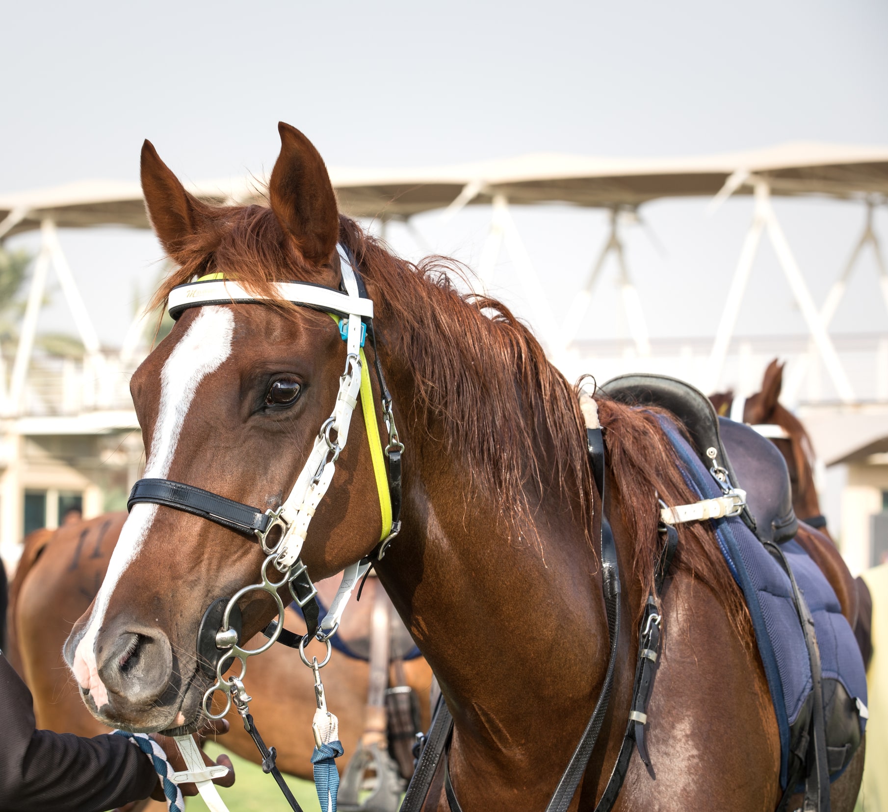 Discipline Deep Dive Endurance Riding for Horse Rookies Horse Rookie