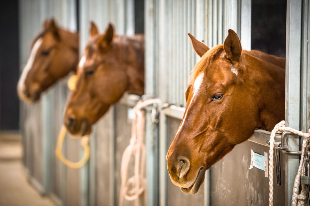 horses with heads out of stalls