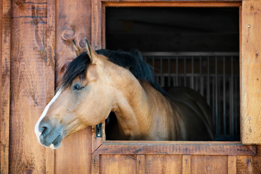 horse hanging head out of stall
