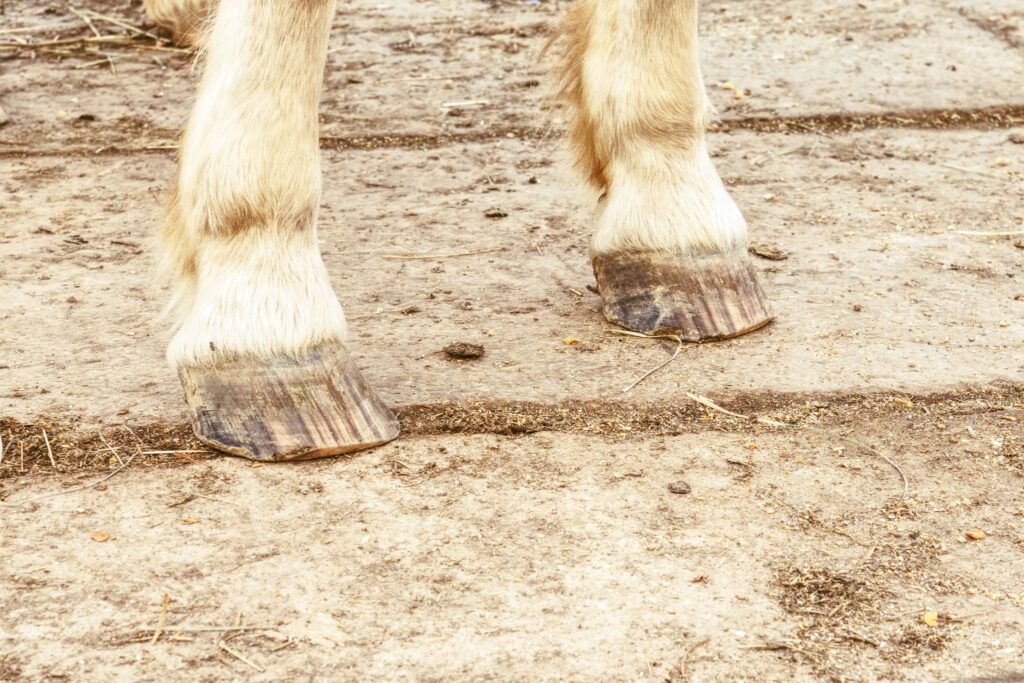 unshod horse front feet