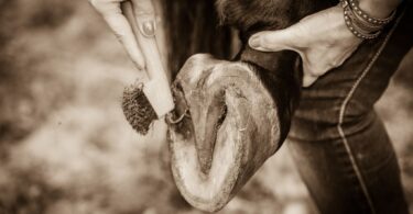 picking out a horse hoof