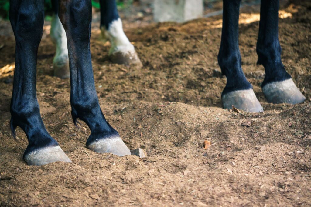 two horses standing in dirt